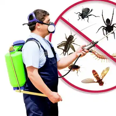 pest control Capac